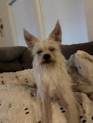 Lost Male Dog last seen McClave dr, Doraville, GA 30340