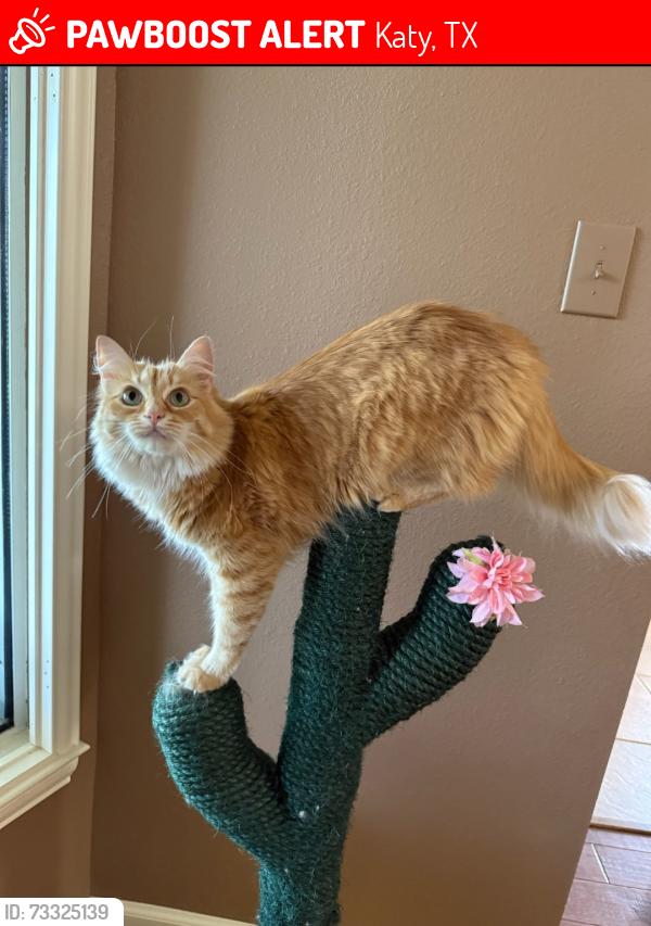 Lost Male Cat last seen Peek Rd and Westheimer Pkwy, Katy, TX 77450