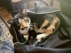 Lost Female Cat last seen Echo & McKinley, Fresno, CA 93728