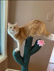 Lost Male Cat last seen Peek Rd and Westheimer Pkwy, Katy, TX 77450