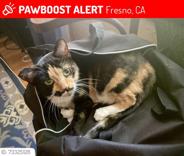 Lost Female Cat last seen Echo & McKinley, Fresno, CA 93728