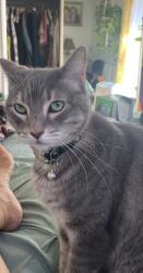 Lost Female Cat last seen Bonita and Olive Ave, Oceanside, CA 92056
