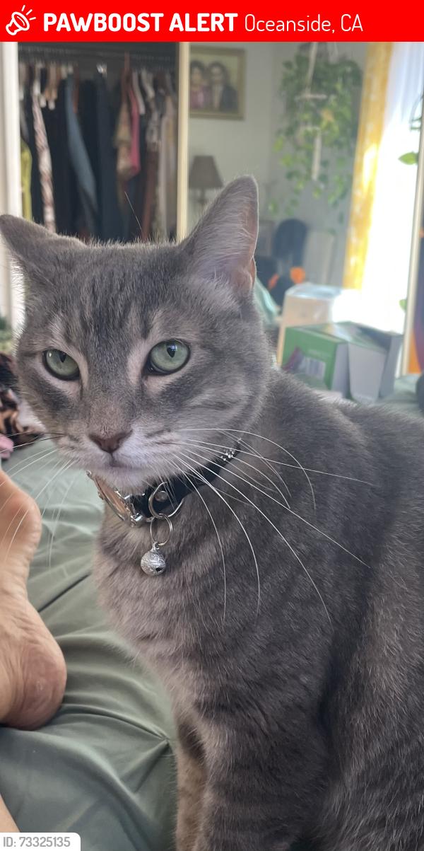 Lost Female Cat last seen Bonita and Olive Ave, Oceanside, CA 92056