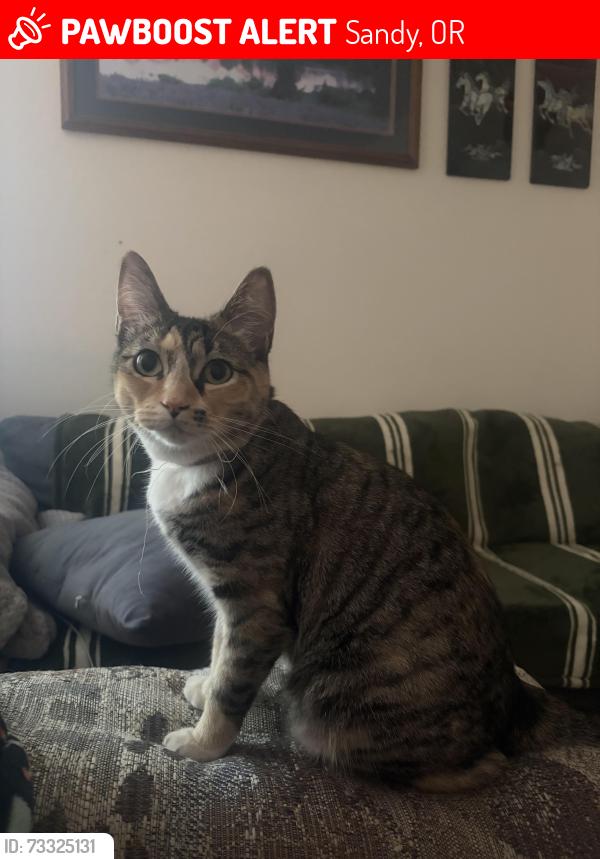 Lost Female Cat last seen Park st and beers ave, Sandy, OR 97009