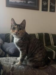 Lost Female Cat last seen Park st and beers ave, Sandy, OR 97009