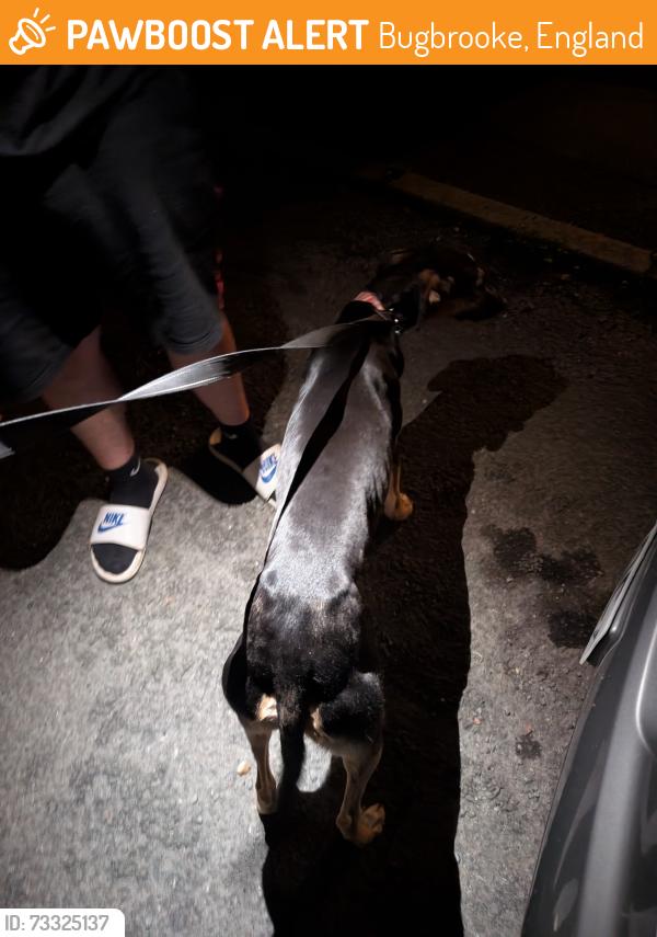 Found/Stray Male Dog last seen Nina's shop, Bugbrooke, England 