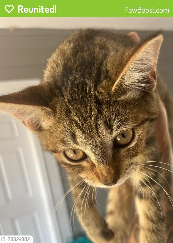 Reunited Unknown Cat last seen Windy Hill apmts, Kyle, TX 78640