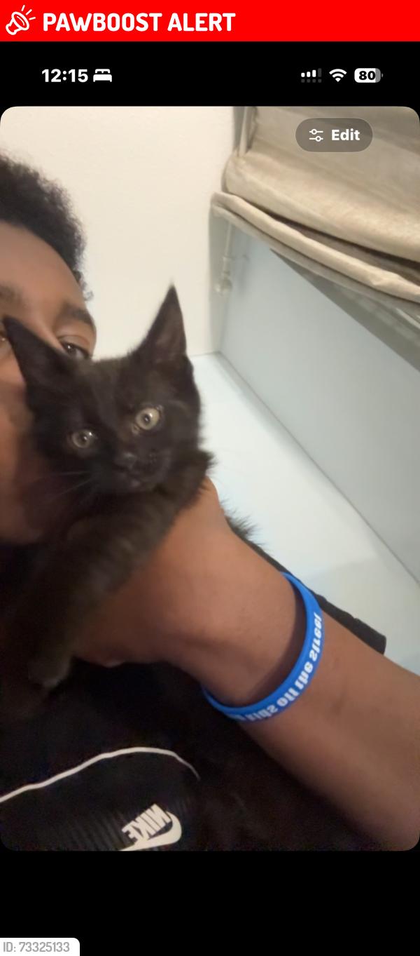 Lost Male Cat last seen Near ellenborough court road n22 5DB, Greater London, England N22 5DB