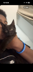 Lost Male Cat last seen Near ellenborough court road n22 5DB, Greater London, England N22 5DB