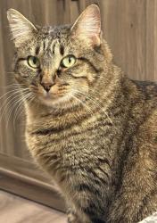 Reunited Female Cat last seen Pavilion at North Grounds parking garage, Charlottesville, VA 22903