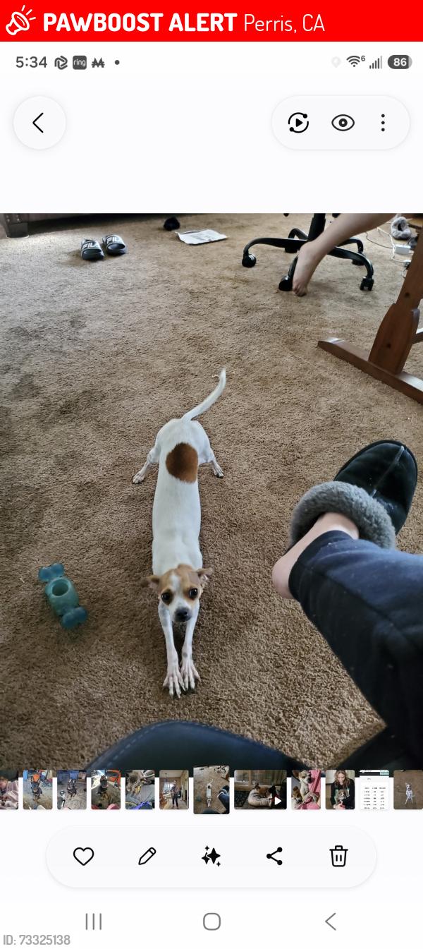 Lost Female Dog last seen Peak trail, Perris, CA 92570