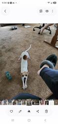 Lost Female Dog last seen Peak trail, Perris, CA 92570