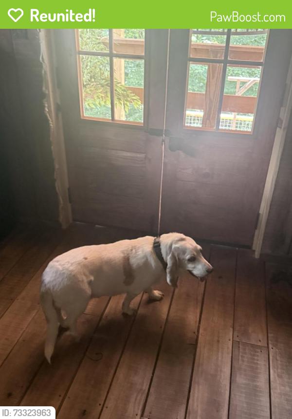 Reunited Female Dog last seen Summer Avenue and Highland, Memphis, TN 38122
