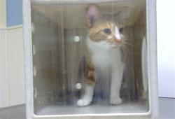 Shelter Stray Unknown Cat last seen Near BLOCK E 28TH PL, DENVER CO 80238, 1241 W Bayaud Ave, Denver, CO 80223, USA