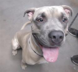 Shelter Stray Male Dog last seen 21ST AVE AND MARYLAND AVE, 2500 S 27th Ave, Phoenix, AZ 85009, USA