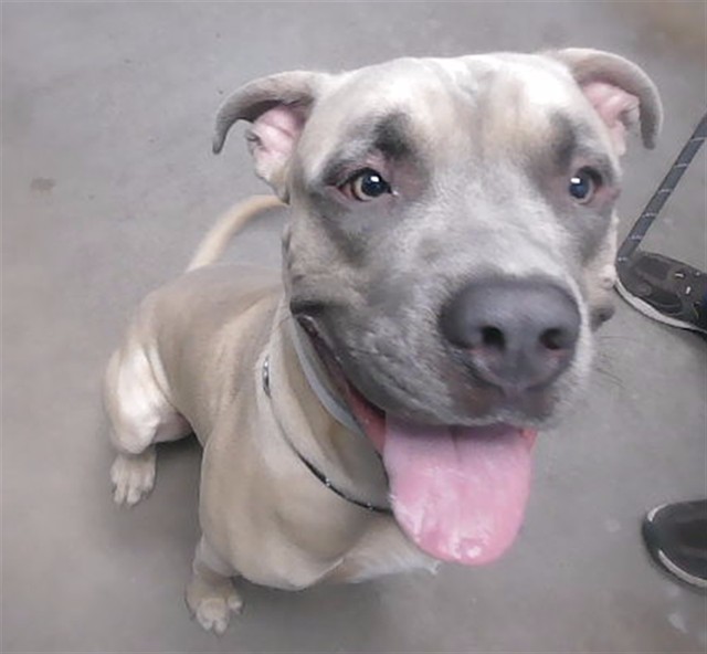 Shelter Stray Male Dog last seen 21ST AVE AND MARYLAND AVE, 2500 S 27th Ave, Phoenix, AZ 85009, USA