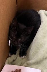 Shelter Stray Male Cat last seen WEST 18TH ST, 2020 Forest St, Jacksonville, FL 32204, USA