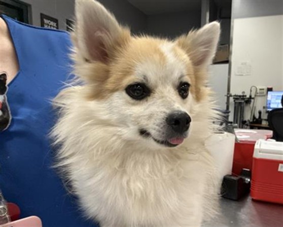 Shelter Stray Female Dog last seen Near UNIVERSITY PARK DR, PALM DESERT, 72050 Pet Land Pl, Thousand Palms, CA 92276, USA