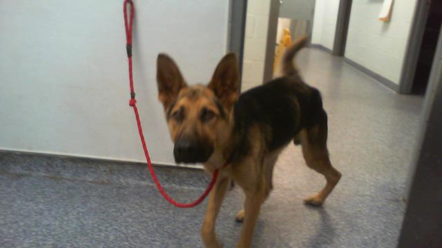 Shelter Stray Male Dog last seen CHARLOTTE, 8315 Byrum Dr, Charlotte, NC 28217, USA