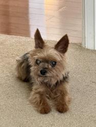 Reunited Male Dog last seen Sweet Cicely Ct, Houston, TX 77059