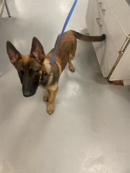 Shelter Stray Male Dog last seen Near BLOCK S LYON AVE, HEMET CITY, 581 S Grand Ave, San Jacinto, CA 92582, USA