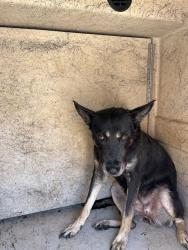 Shelter Stray Female Dog last seen Near BLOCK S SHIELDS BLVD, OKLAHOMA CITY OK 73129, 2811 SE 29th St, Oklahoma City, OK 73129, USA