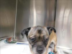 Shelter Stray Male Dog last seen , West Valley Animal Shelter, 20655 Plummer St, Chatsworth, CA 91311, USA