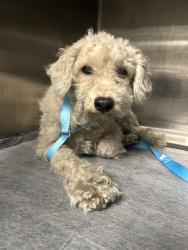 Shelter Stray Unknown Dog last seen , West Valley Animal Shelter, 20655 Plummer St, Chatsworth, CA 91311, USA