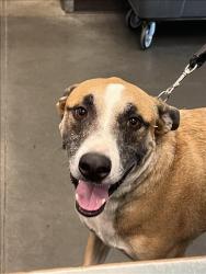 Shelter Stray Male Dog last seen , West Valley Animal Shelter, 20655 Plummer St, Chatsworth, CA 91311, USA