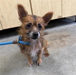 Shelter Stray Male Dog last seen , 600 Aviation Dr, Camarillo, CA 93010, USA