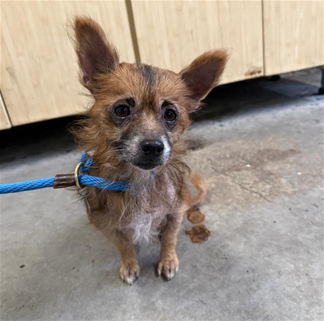 Shelter Stray Male Dog last seen , 600 Aviation Dr, Camarillo, CA 93010, USA