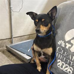 Shelter Stray Female Dog last seen , 600 Aviation Dr, Camarillo, CA 93010, USA