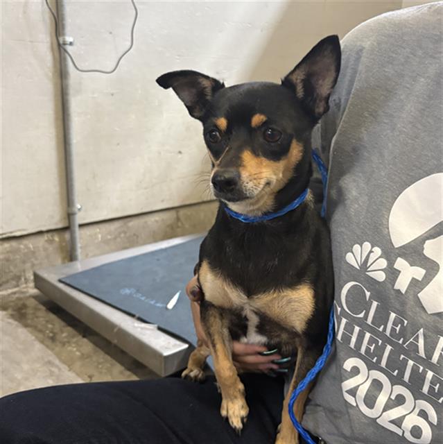Shelter Stray Female Dog last seen , 600 Aviation Dr, Camarillo, CA 93010, USA
