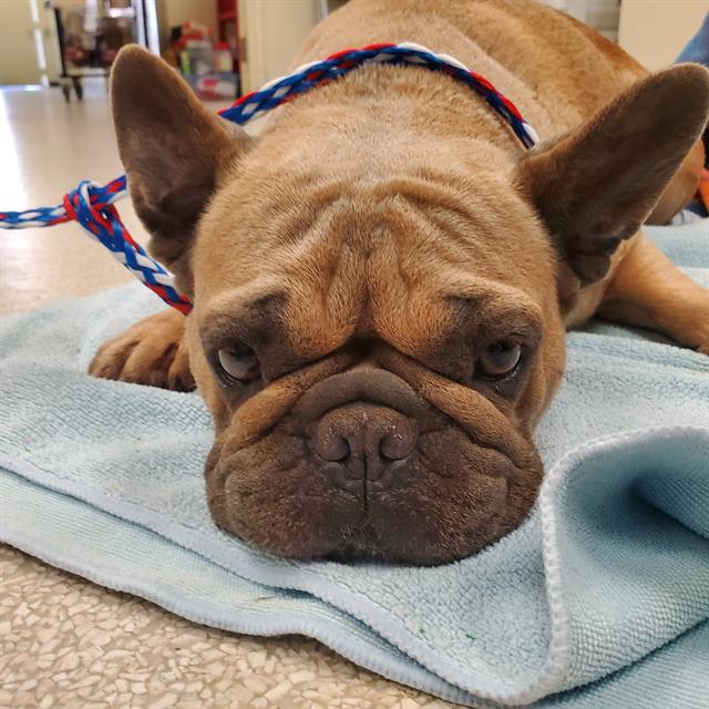 Shelter Stray Female Dog last seen , 600 Aviation Dr, Camarillo, CA 93010, USA