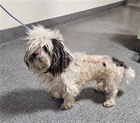 Shelter Stray Male Dog last seen , 3201 Lacy St, Los Angeles, CA 90031, USA