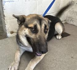 Shelter Stray Female Dog last seen Near BLOCK N H ST, 333 Chandler Pl, San Bernardino, CA 92408, USA