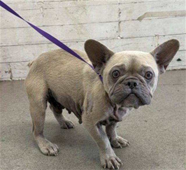 Shelter Stray Male Dog last seen KING ST X ALLEN ST, 333 Chandler Pl, San Bernardino, CA 92408, USA