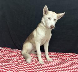 Shelter Stray Female Dog last seen , 38550 Sierra Hwy, Palmdale, CA 93550, USA