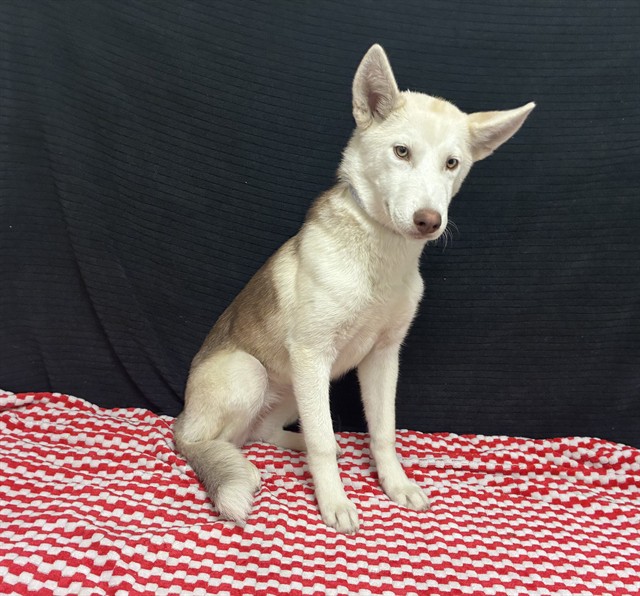 Shelter Stray Female Dog last seen , 38550 Sierra Hwy, Palmdale, CA 93550, USA