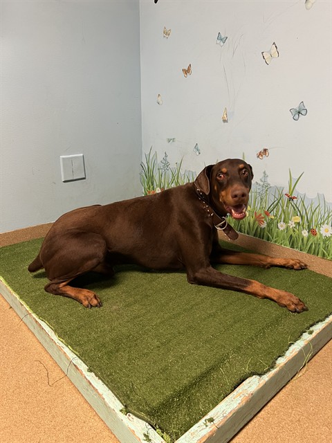 Shelter Stray Male Dog last seen , 38550 Sierra Hwy, Palmdale, CA 93550, USA
