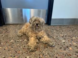 Shelter Stray Male Dog last seen MONTEVISTA/36 STREET, 5501 E Van Buren St, Phoenix, AZ 85008, USA