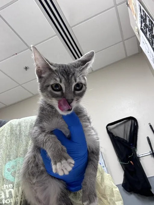 Shelter Stray Female Cat last seen N PECOS RD & E OWENS AVE, 655 N Mojave Rd, Las Vegas, NV 89101, USA