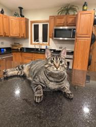 Lost Male Cat last seen Got out of the hse, 776 N Willow Rd, Elmhurst, Elmhurst, IL 60126