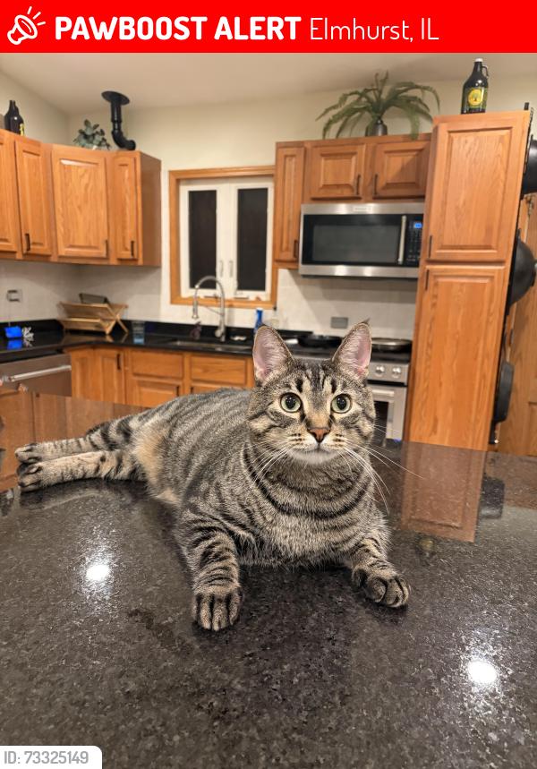 Lost Male Cat last seen Got out of the hse, 776 N Willow Rd, Elmhurst, Elmhurst, IL 60126