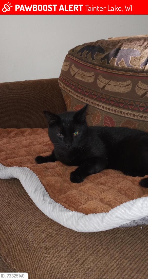 Lost Male Cat last seen Tainter Machine Shop on Highway D, Tainter Lake, WI 54730