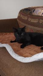Lost Male Cat last seen Tainter Machine Shop on Highway D, Tainter Lake, WI 54730