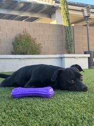 Reunited Male Dog last seen 55th Ave and Northern, Glendale Az, Glendale, AZ 85302