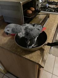 Lost Male Bird last seen Near Main Street, Sayreville NJ, Sayreville, NJ 08872