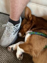 Reunited Male Dog last seen Jody Court, Cottage Grove, MN 55016