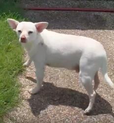 Reunited Male Dog last seen On River Park Road - Speegeville, Tx, Waco, TX 76657